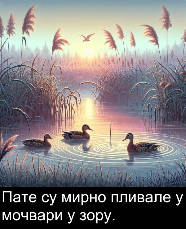 мирно: Пате су мирно пливале у мочвари у зору.