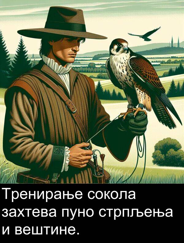 стрпљења: Тренирање сокола захтева пуно стрпљења и вештине.