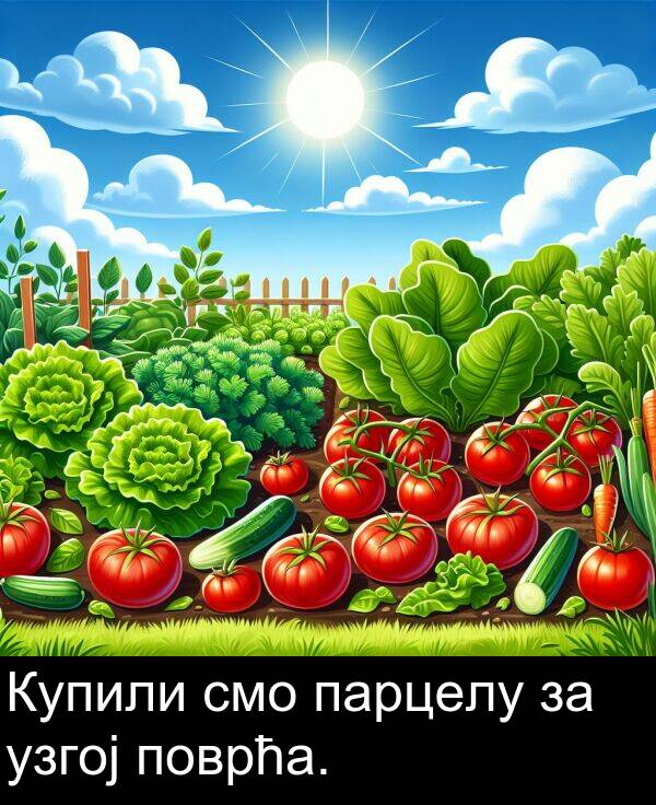 парцелу: Купили смо парцелу за узгој поврћа.