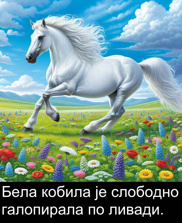 кобила: Бела кобила је слободно галопирала по ливади.