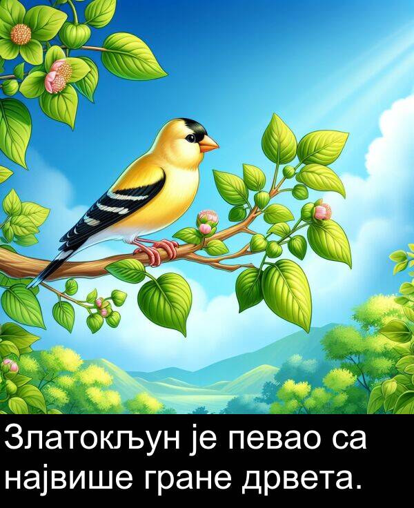 дрвета: Златокљун је певао са највише гране дрвета.