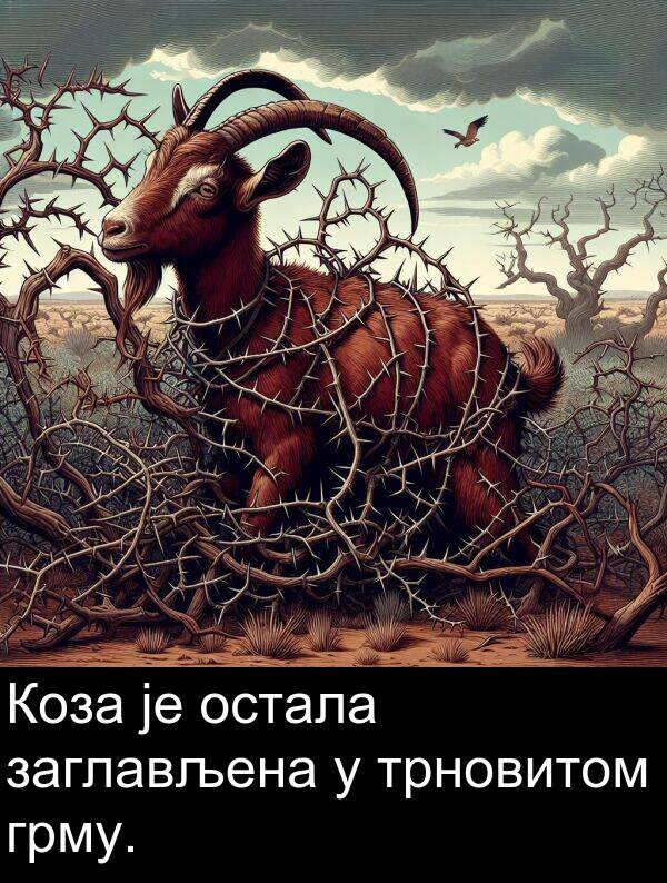 трновитом: Коза је остала заглављена у трновитом грму.