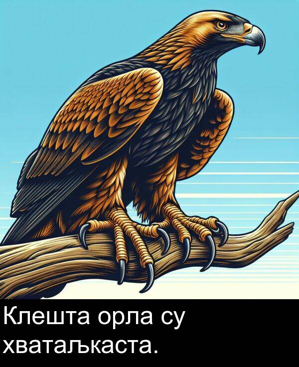 орла: Клешта орла су хватаљкаста.
