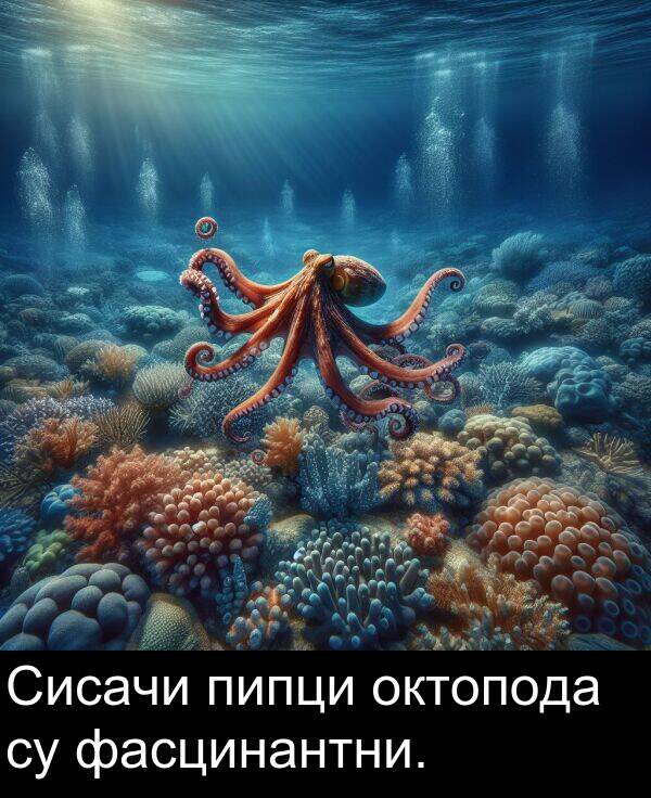 пипци: Сисачи пипци октопода су фасцинантни.