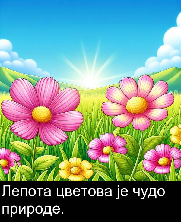 природе: Лепота цветова је чудо природе.
