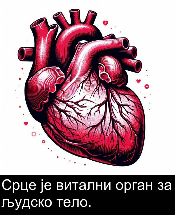 људско: Срце је витални орган за људско тело.