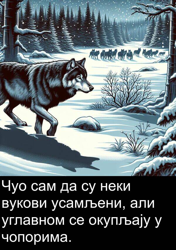 вукови: Чуо сам да су неки вукови усамљени, али углавном се окупљају у чопорима.