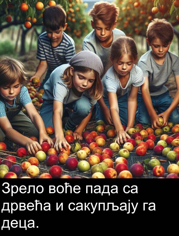 воће: Зрело воће пада са дрвећа и сакупљају га деца.