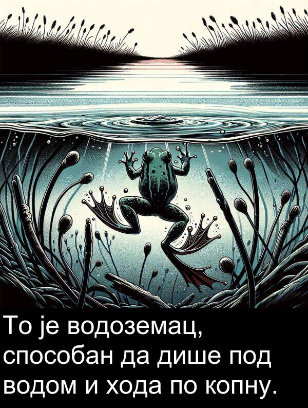 копну: То је водоземац, способан да дише под водом и хода по копну.