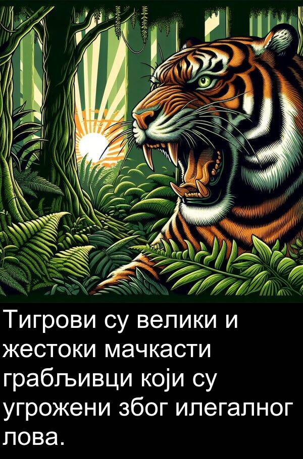 велики: Тигрови су велики и жестоки мачкасти грабљивци који су угрожени због илегалног лова.