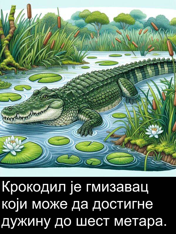 достигне: Крокодил је гмизавац који може да достигне дужину до шест метара.