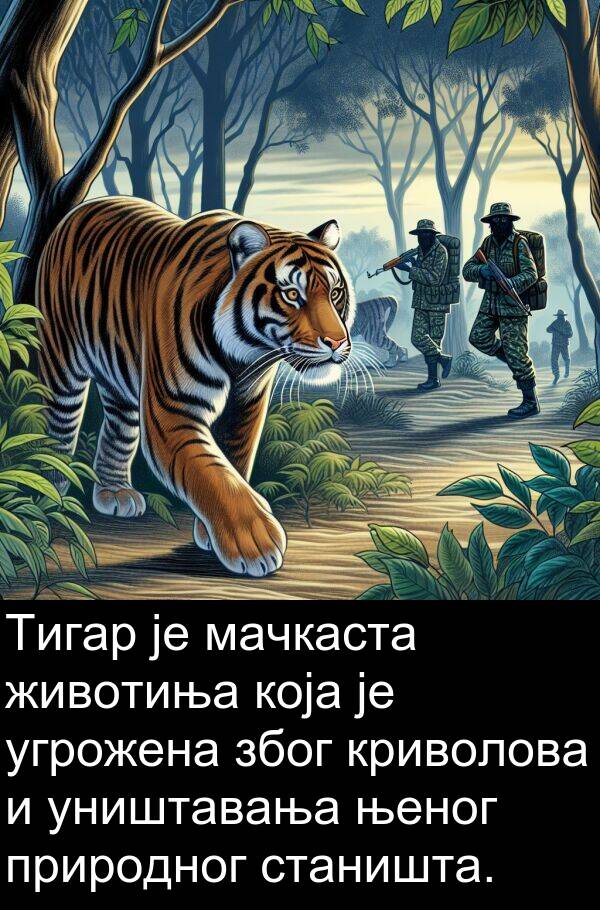 станишта: Тигар је мачкаста животиња која је угрожена због криволова и уништавања њеног природног станишта.