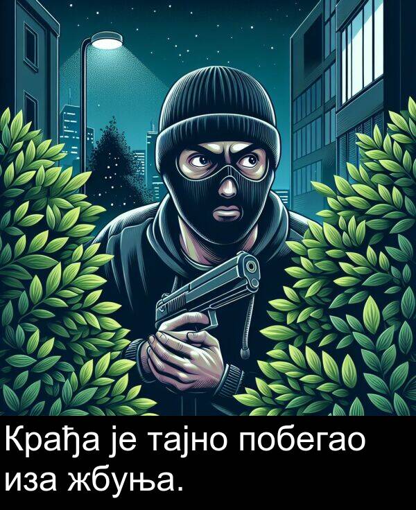 побегао: Крађа је тајно побегао иза жбуња.