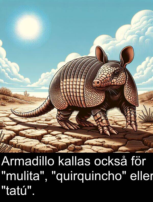 också: Armadillo kallas också för "mulita", "quirquincho" eller "tatú".