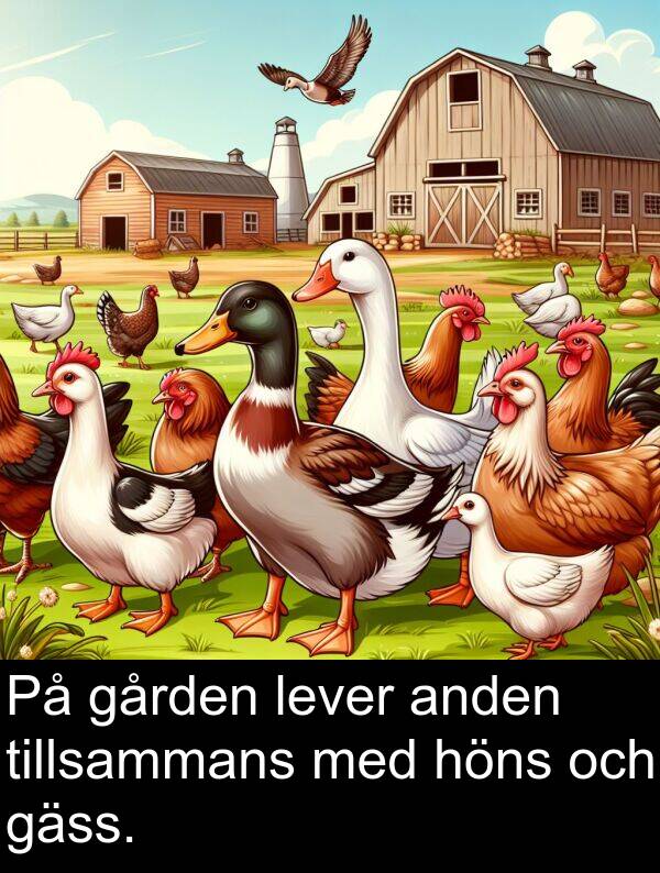 höns: På gården lever anden tillsammans med höns och gäss.
