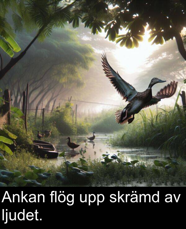 flög: Ankan flög upp skrämd av ljudet.