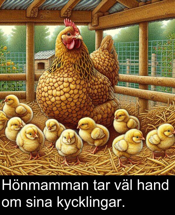 tar: Hönmamman tar väl hand om sina kycklingar.