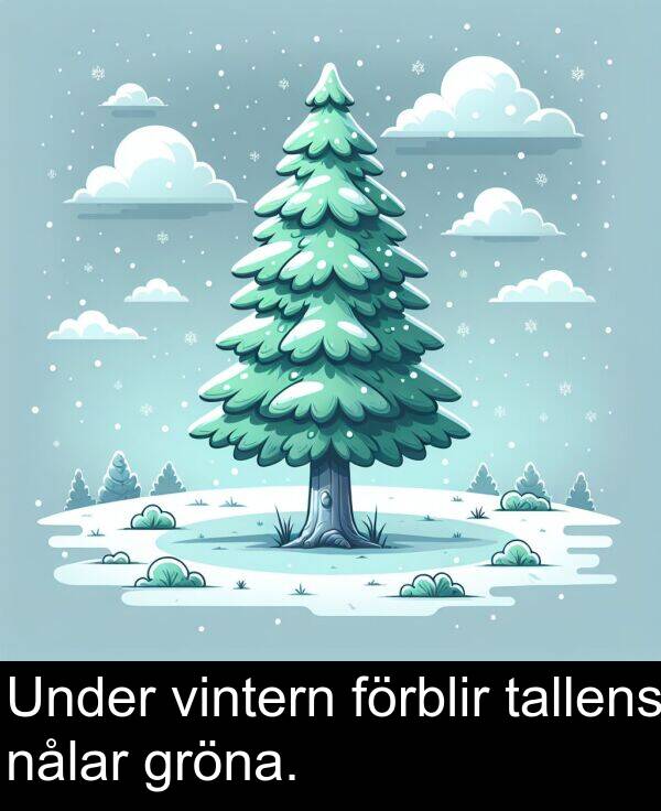 nålar: Under vintern förblir tallens nålar gröna.