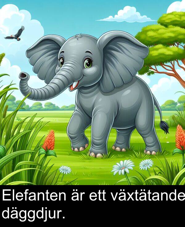 däggdjur: Elefanten är ett växtätande däggdjur.