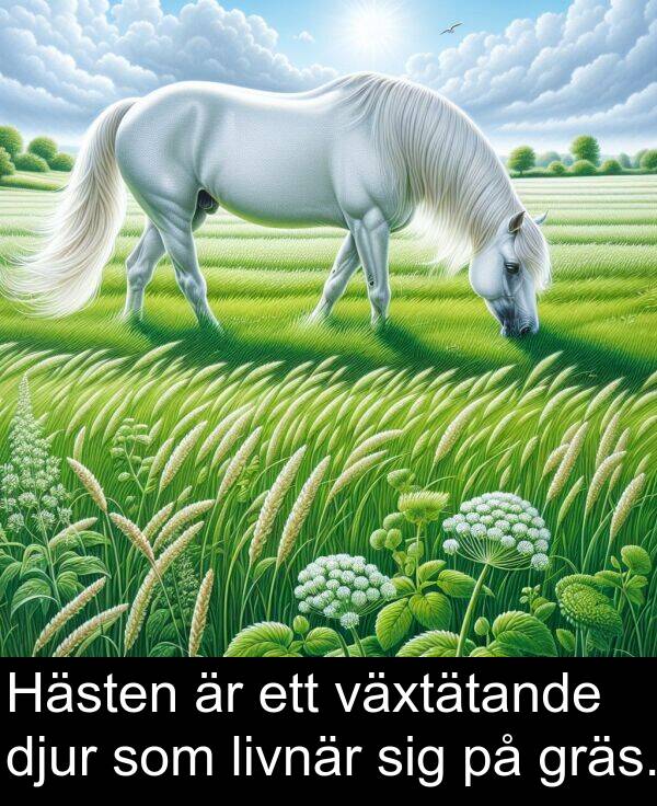 växtätande: Hästen är ett växtätande djur som livnär sig på gräs.