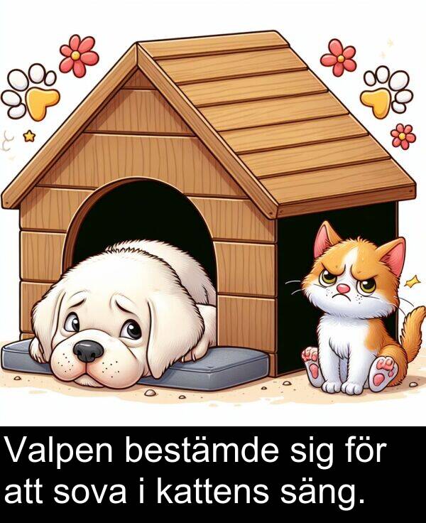 sig: Valpen bestämde sig för att sova i kattens säng.