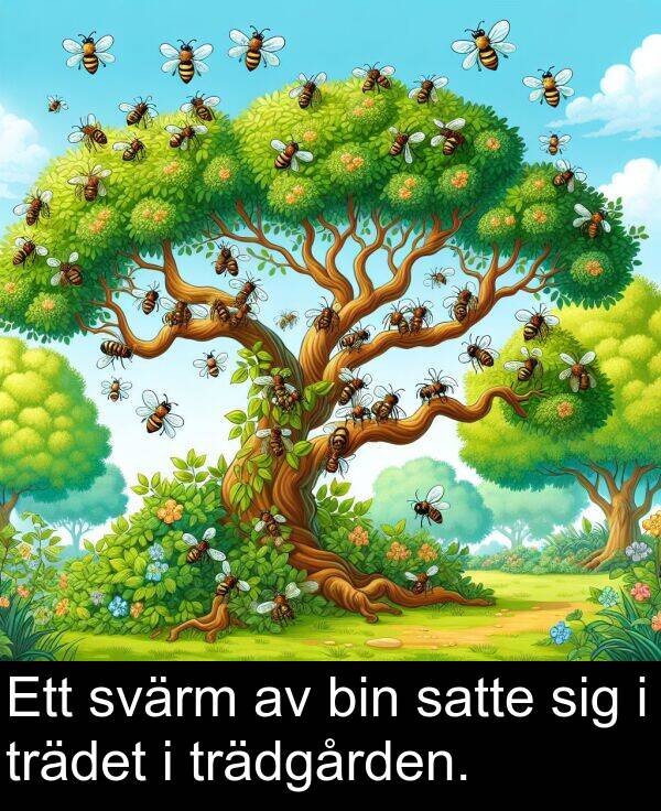 sig: Ett svärm av bin satte sig i trädet i trädgården.