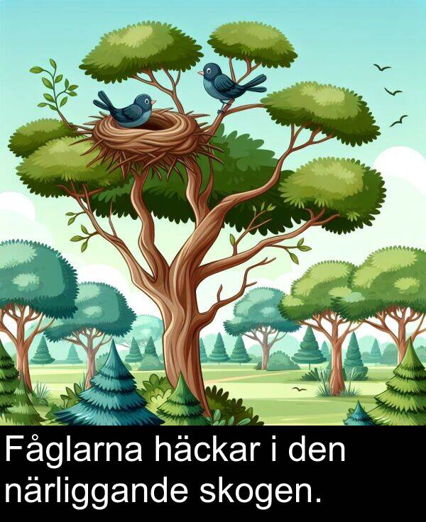 närliggande: Fåglarna häckar i den närliggande skogen.