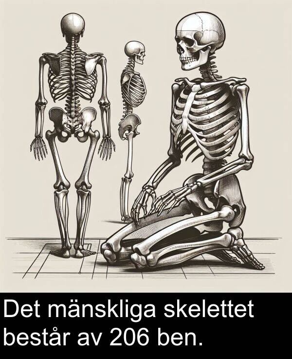 mänskliga: Det mänskliga skelettet består av 206 ben.