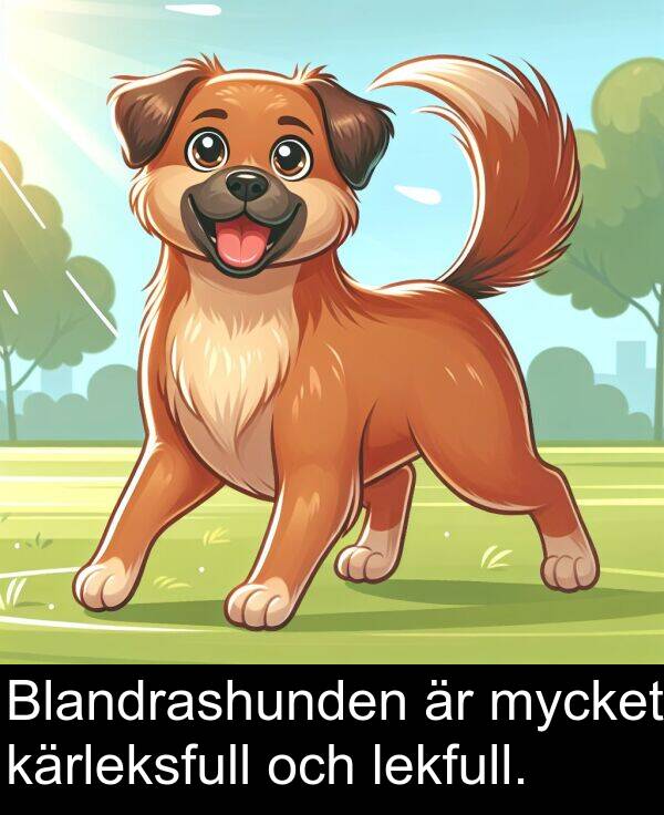 lekfull: Blandrashunden är mycket kärleksfull och lekfull.