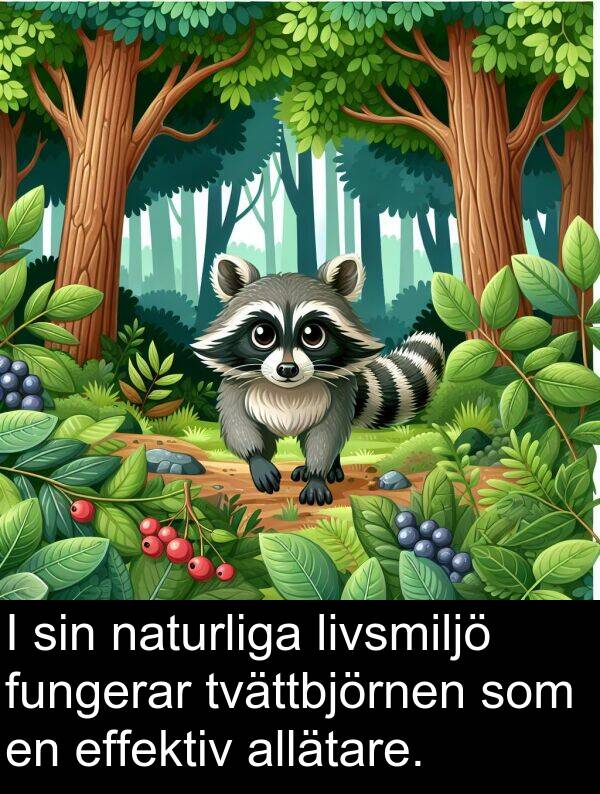 naturliga: I sin naturliga livsmiljö fungerar tvättbjörnen som en effektiv allätare.