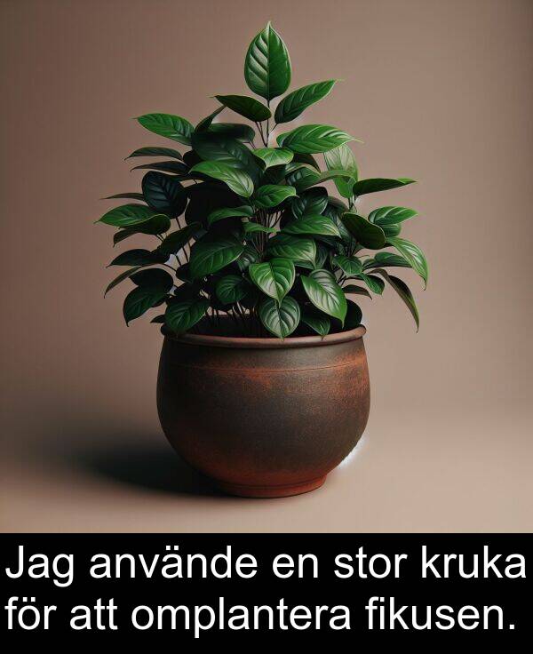 omplantera: Jag använde en stor kruka för att omplantera fikusen.