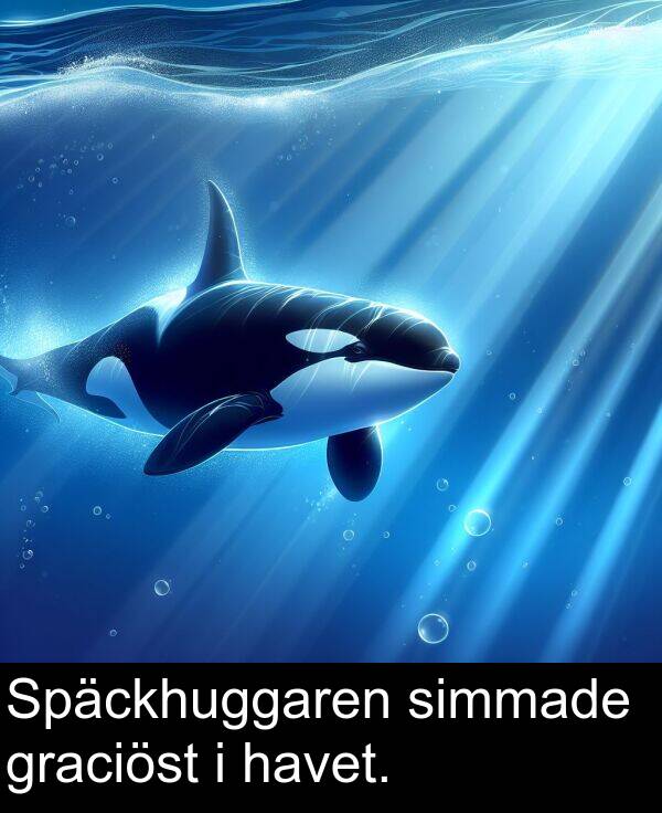 simmade: Späckhuggaren simmade graciöst i havet.