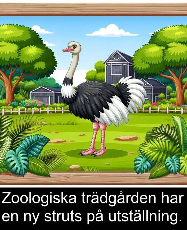 struts: Zoologiska trädgården har en ny struts på utställning.