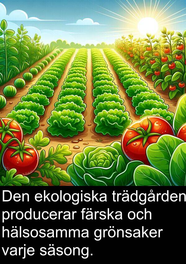 ekologiska: Den ekologiska trädgården producerar färska och hälsosamma grönsaker varje säsong.