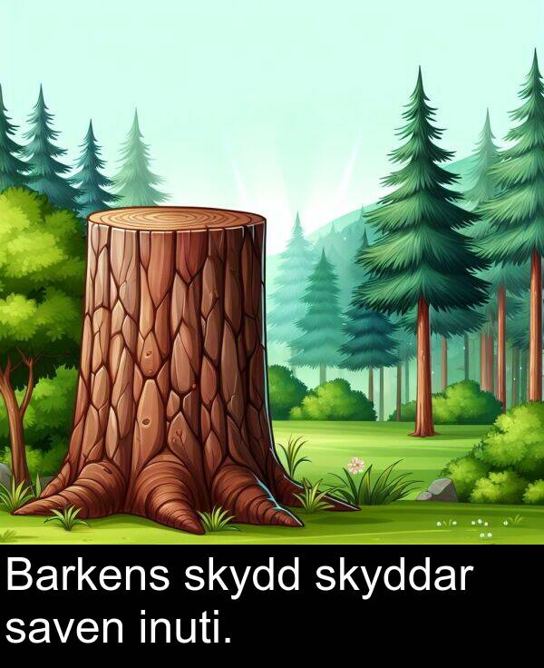 inuti: Barkens skydd skyddar saven inuti.