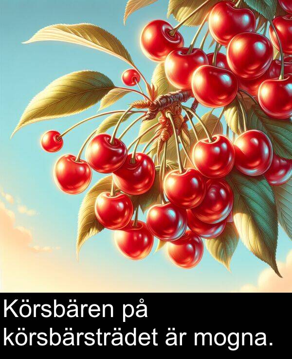 mogna: Körsbären på körsbärsträdet är mogna.
