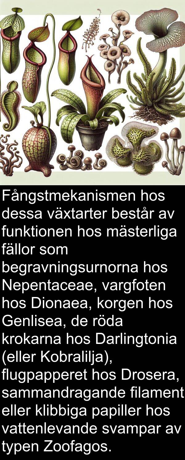 sammandragande: Fångstmekanismen hos dessa växtarter består av funktionen hos mästerliga fällor som begravningsurnorna hos Nepentaceae, vargfoten hos Dionaea, korgen hos Genlisea, de röda krokarna hos Darlingtonia (eller Kobralilja), flugpapperet hos Drosera, sammandragande filament eller klibbiga papiller hos vattenlevande svampar av typen Zoofagos.