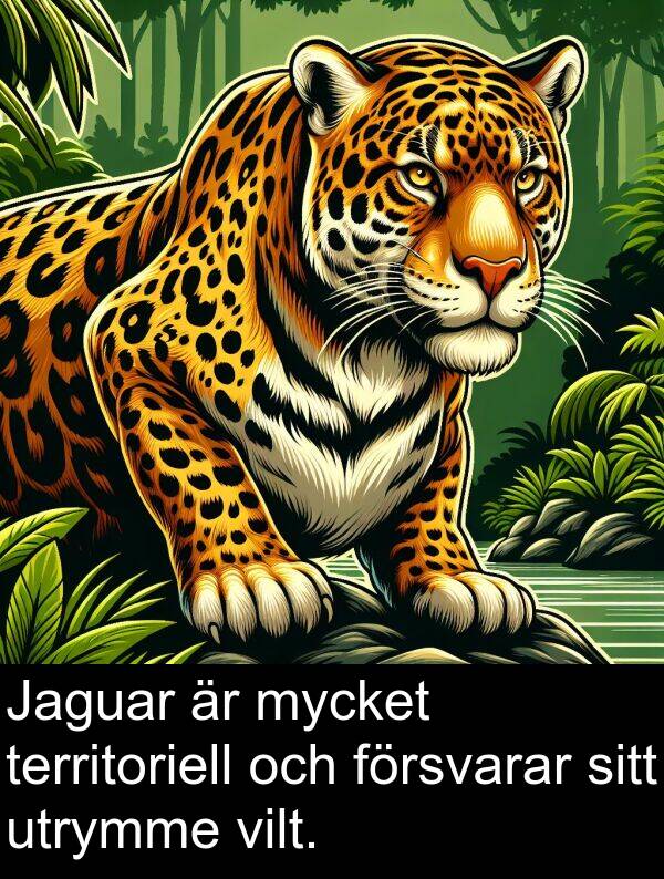 försvarar: Jaguar är mycket territoriell och försvarar sitt utrymme vilt.