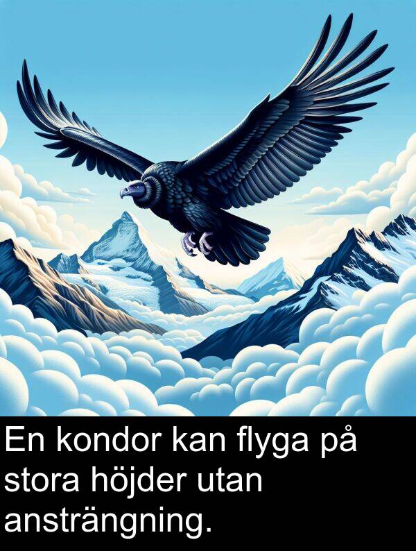 flyga: En kondor kan flyga på stora höjder utan ansträngning.