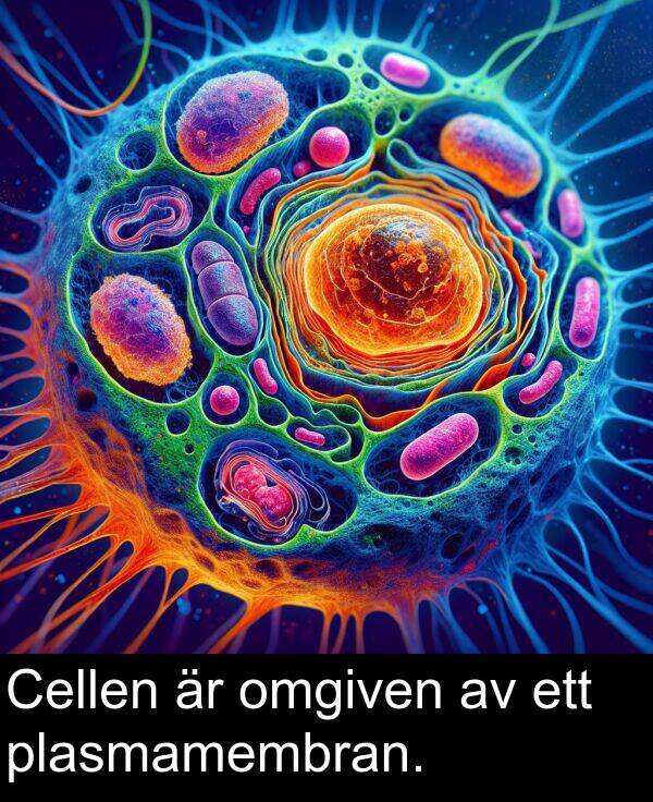 omgiven: Cellen är omgiven av ett plasmamembran.