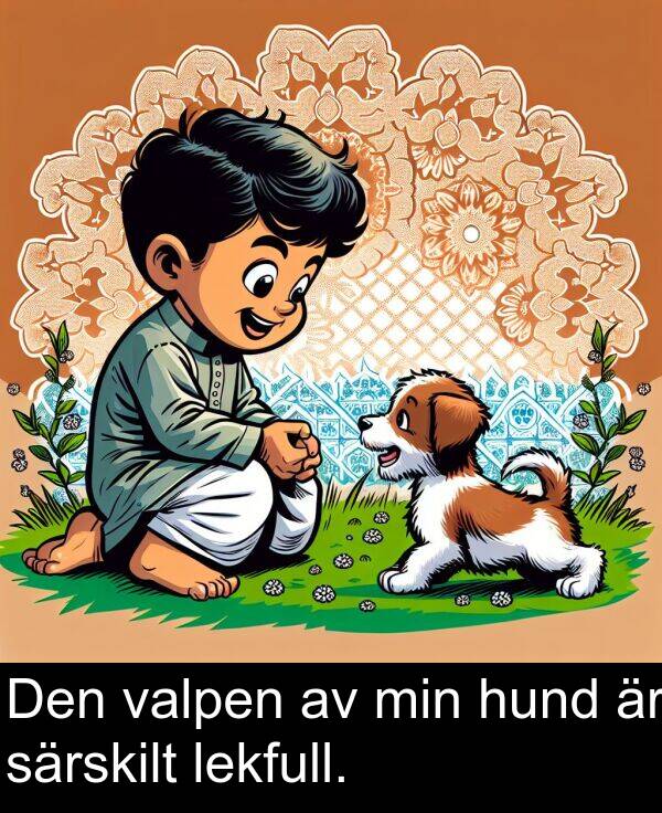 valpen: Den valpen av min hund är särskilt lekfull.