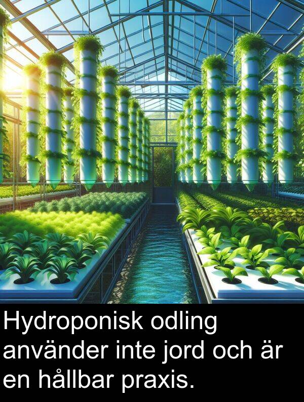 odling: Hydroponisk odling använder inte jord och är en hållbar praxis.
