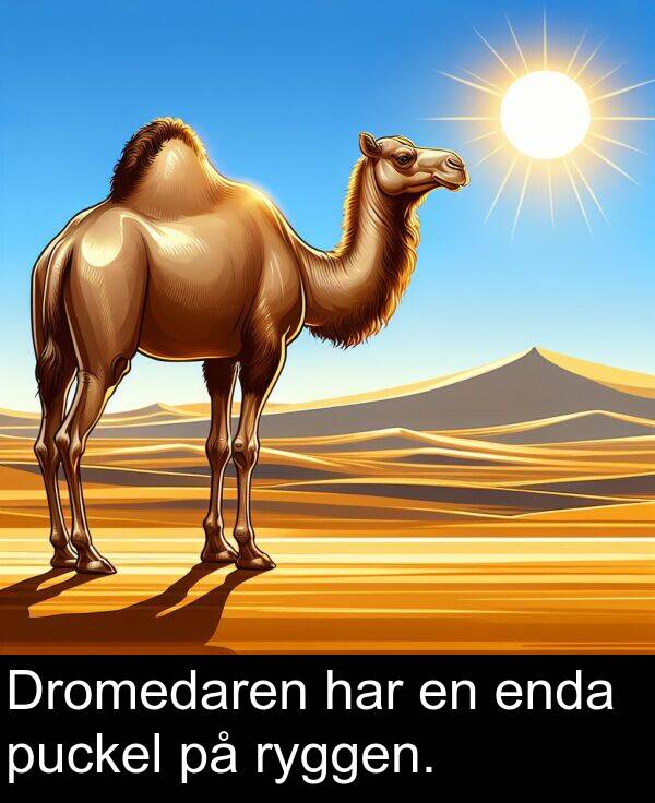 har: Dromedaren har en enda puckel på ryggen.