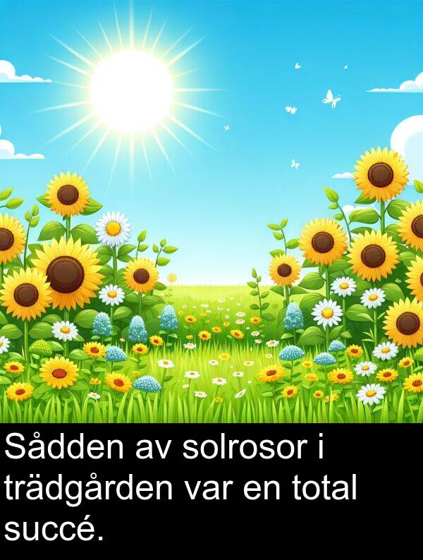 succé: Sådden av solrosor i trädgården var en total succé.