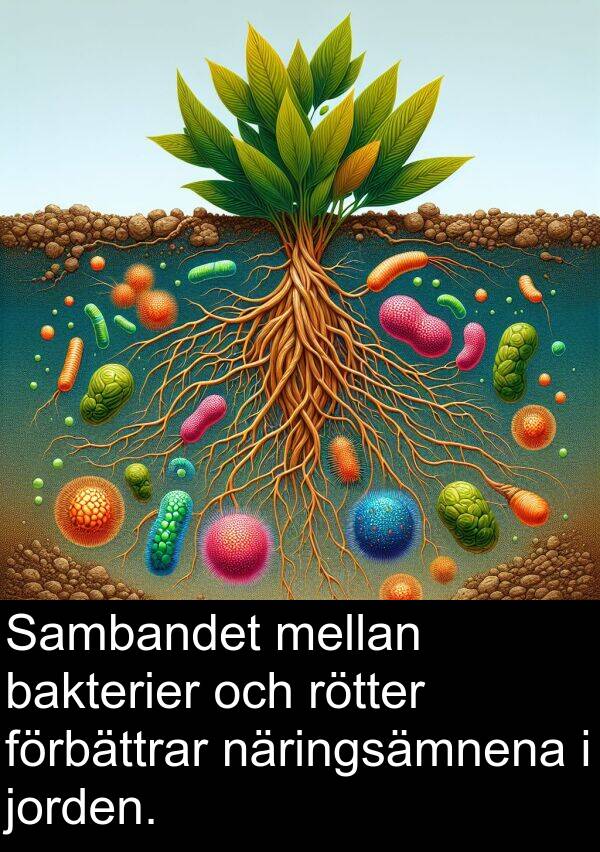 bakterier: Sambandet mellan bakterier och rötter förbättrar näringsämnena i jorden.