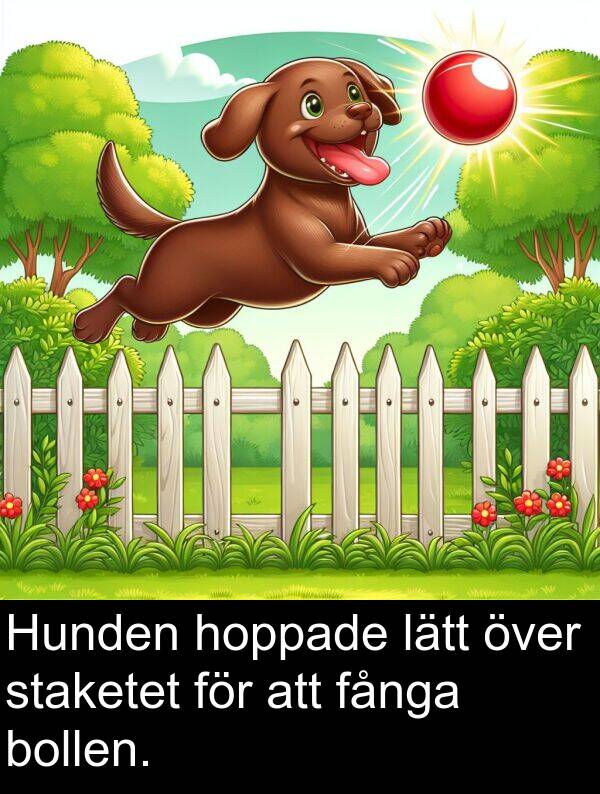 hoppade: Hunden hoppade lätt över staketet för att fånga bollen.