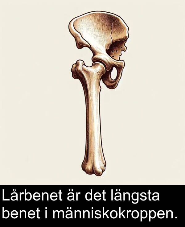 människokroppen: Lårbenet är det längsta benet i människokroppen.