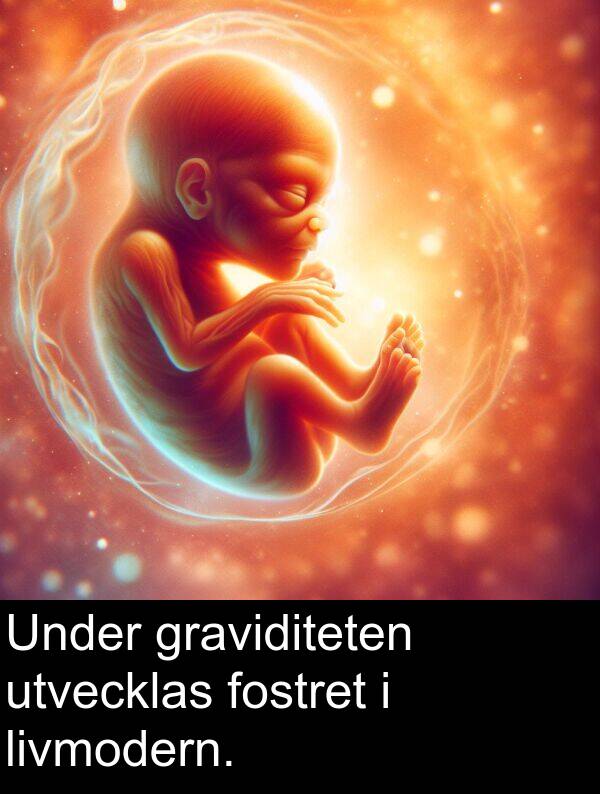 fostret: Under graviditeten utvecklas fostret i livmodern.