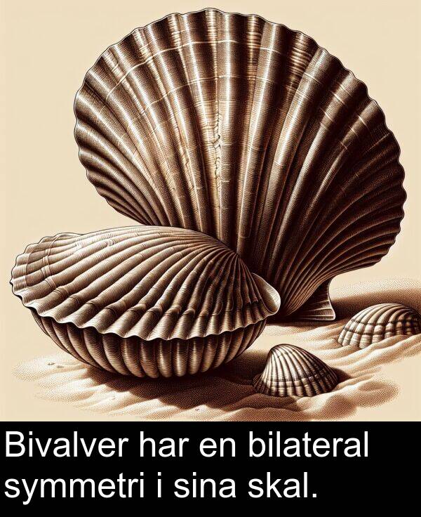 sina: Bivalver har en bilateral symmetri i sina skal.