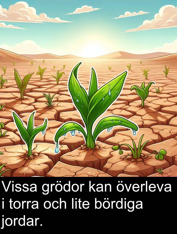 jordar: Vissa grödor kan överleva i torra och lite bördiga jordar.